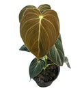 Melanochrysum Philodendron